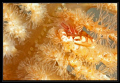   Hiding crab  
